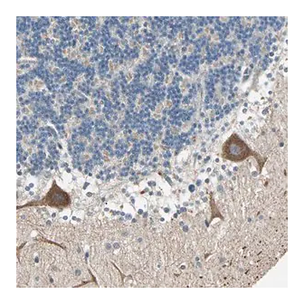 Merck Anti-MAP3K21 antibody produced in rabbit
