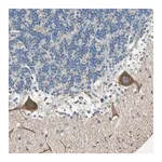 Merck Anti-MAP3K21 antibody produced in rabbit
