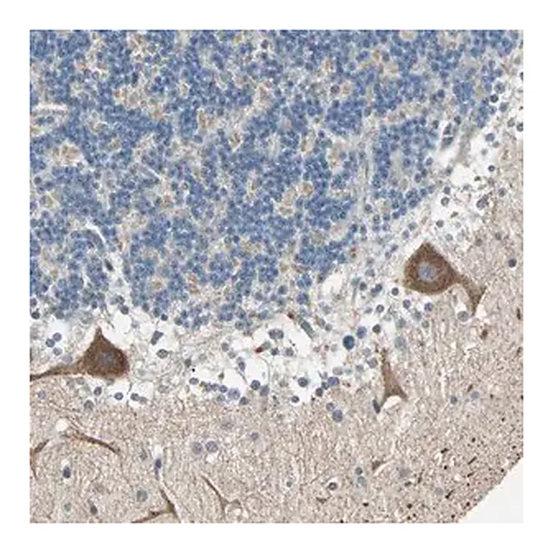 Merck Anti-MAP3K21 antibody produced in rabbit