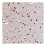 Merck Anti-MAGEE1 antibody produced in rabbit