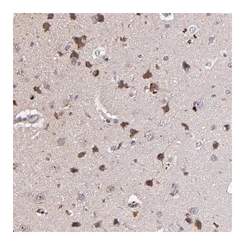 Merck Anti-MAGEE1 antibody produced in rabbit