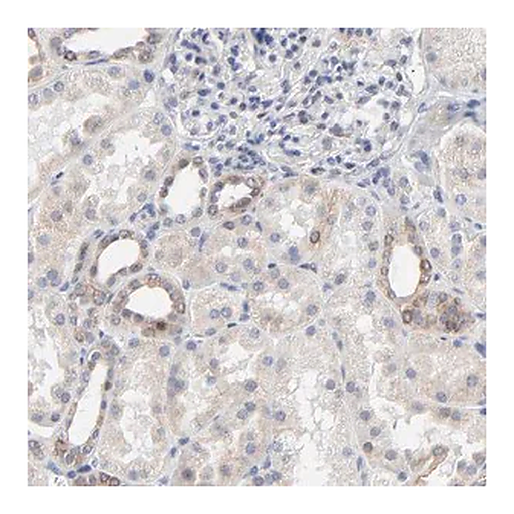 Merck Anti-LNX1 antibody produced in rabbit