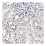 Merck Anti-LNX1 antibody produced in rabbit