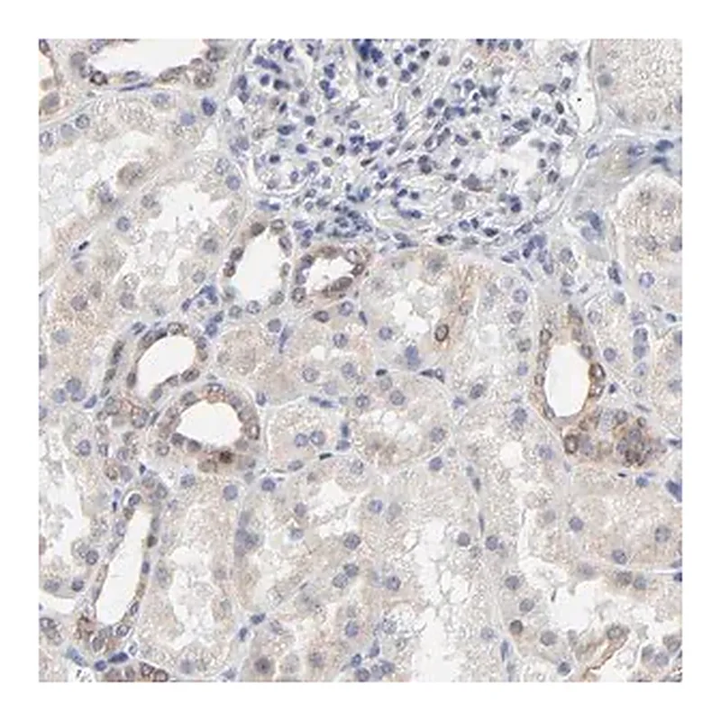 Merck Anti-LNX1 antibody produced in rabbit