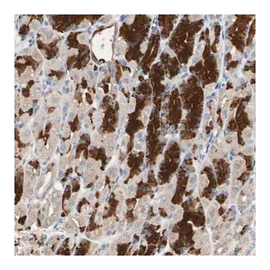 Merck Anti-MAP3K7 antibody produced in rabbit