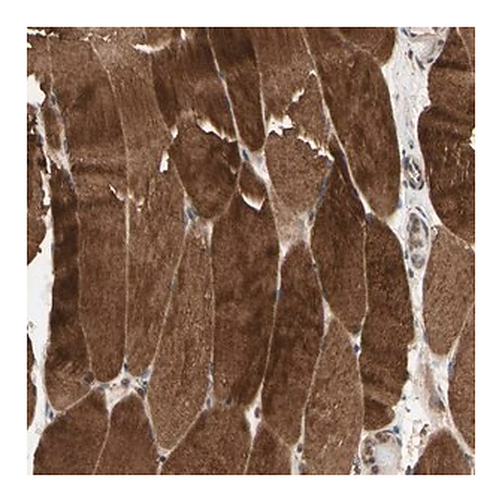 Merck Anti-MAP3K10 antibody produced in rabbit
