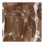 Merck Anti-MAP3K10 antibody produced in rabbit