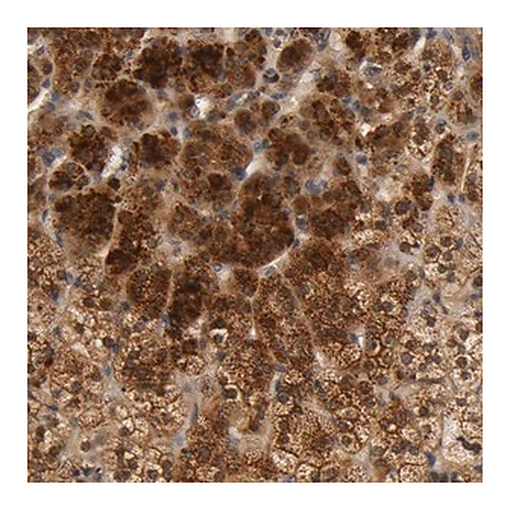 Merck Anti-SCAP antibody produced in rabbit