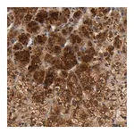 Merck Anti-SCAP antibody produced in rabbit