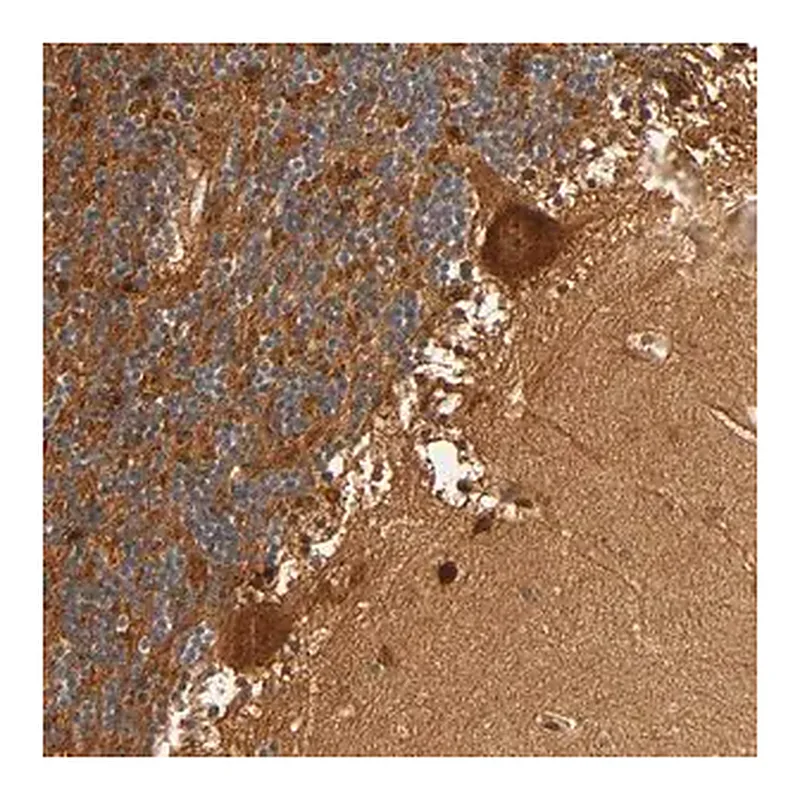 Merck Anti-SCHIP1 antibody produced in rabbit
