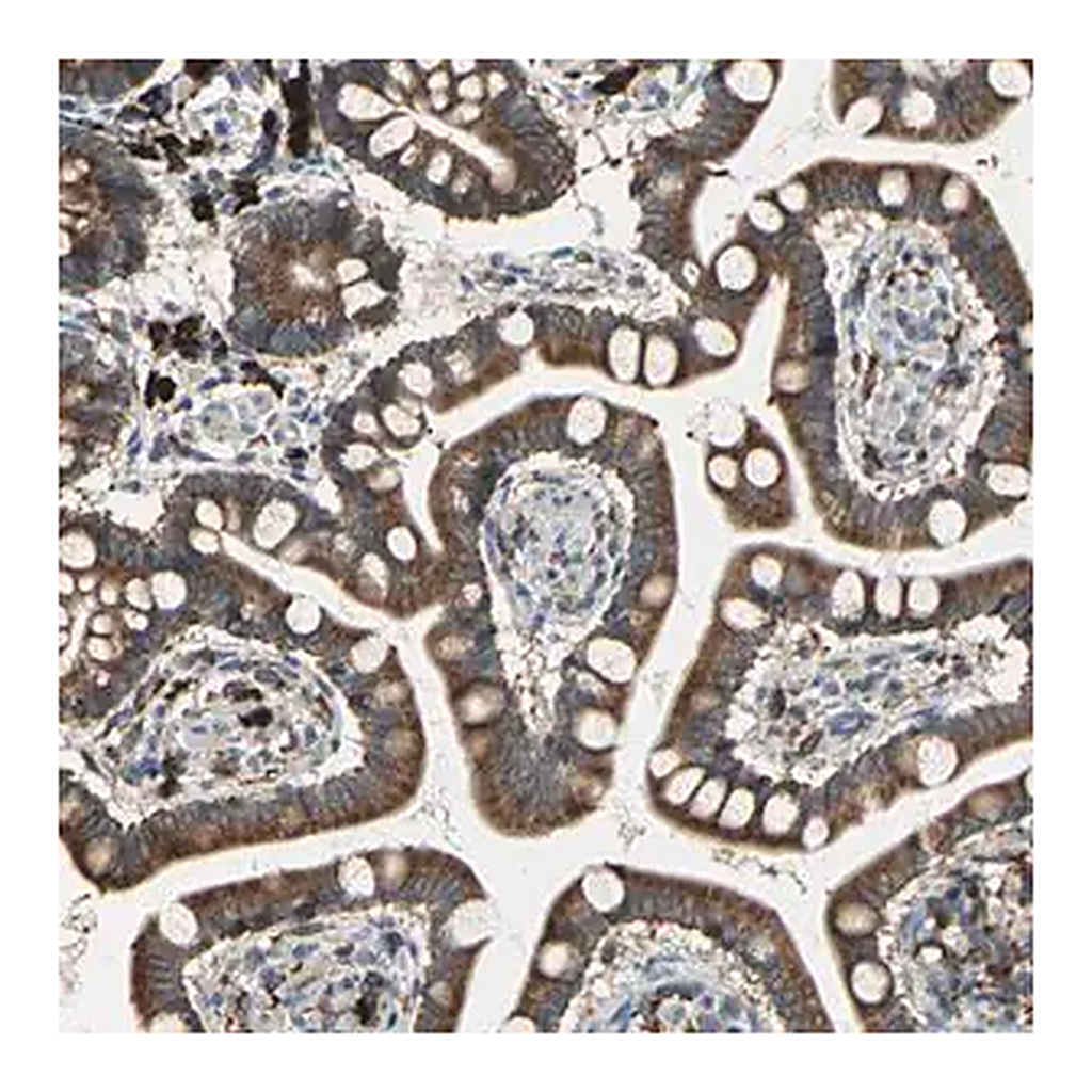 Merck Anti-SDF2L1 antibody produced in rabbit