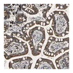 Merck Anti-SDF2L1 antibody produced in rabbit