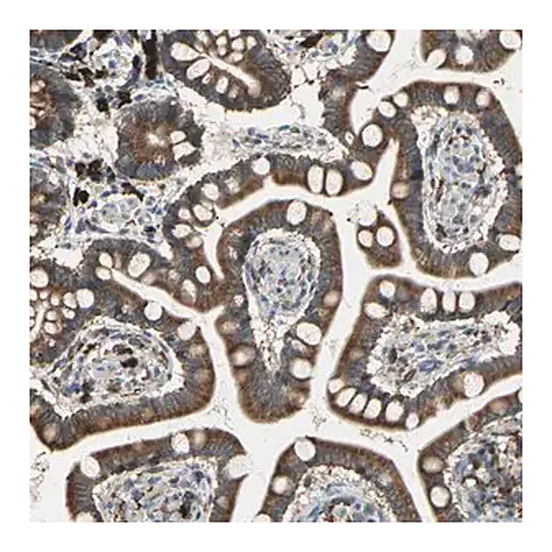 Merck Anti-SDF2L1 antibody produced in rabbit