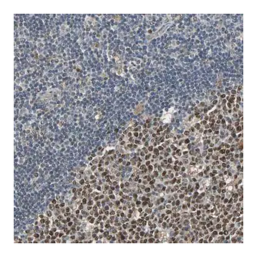 Merck Anti-SCN7A antibody produced in rabbit