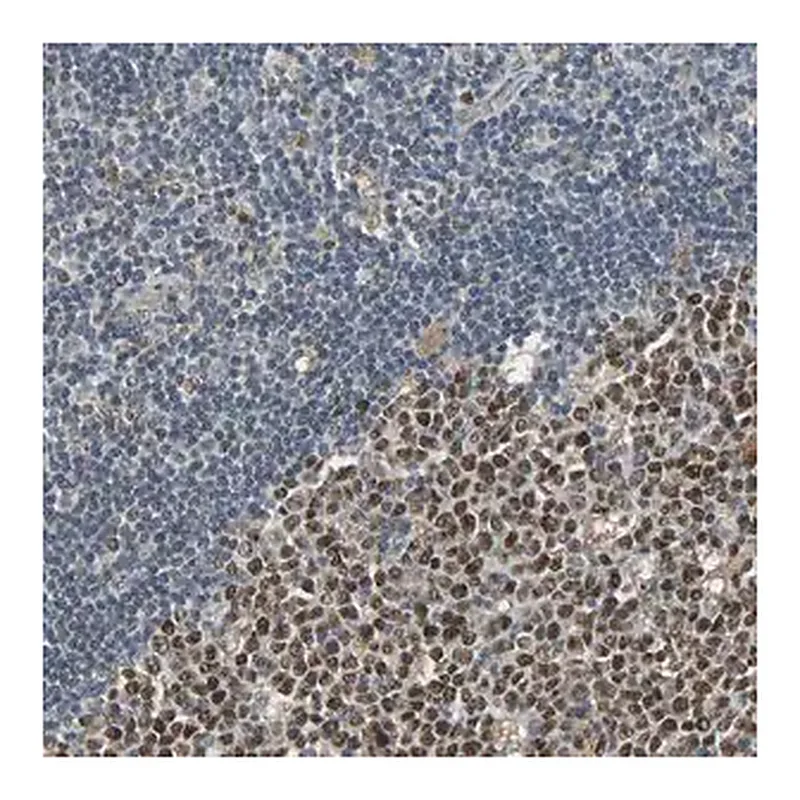 Merck Anti-SCN7A antibody produced in rabbit