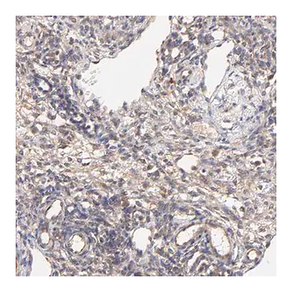 Merck Anti-SCUBE1 antibody produced in rabbit