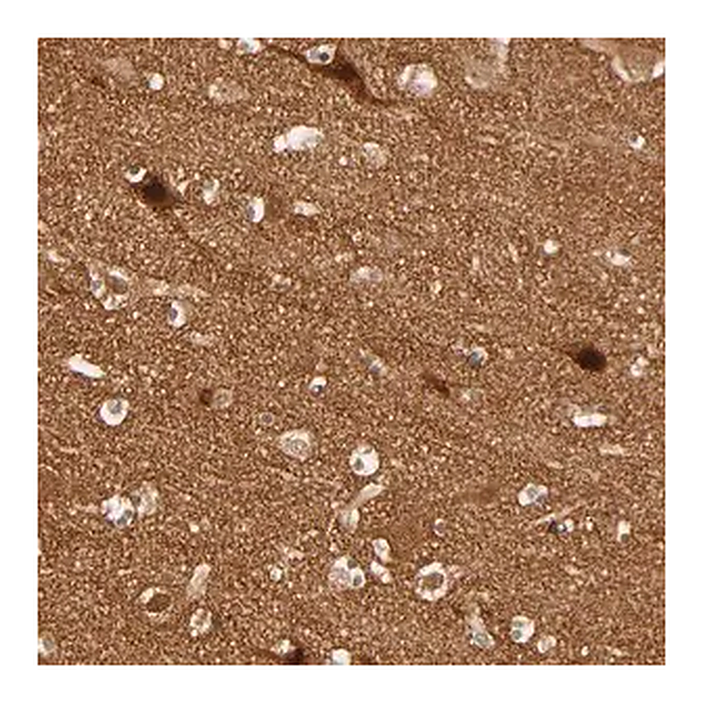 Merck ANTI-NEMF antibody produced in rabbit