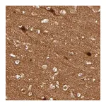 Merck ANTI-NEMF antibody produced in rabbit