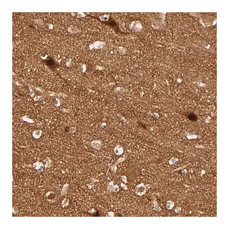 Merck ANTI-NEMF antibody produced in rabbit