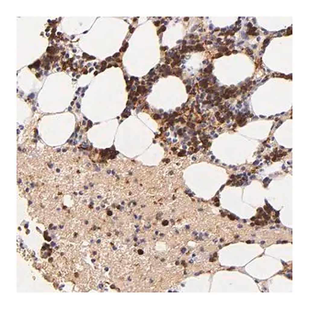 Merck Anti-SERPINC1 antibody produced in rabbit