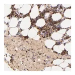 Merck Anti-SERPINC1 antibody produced in rabbit