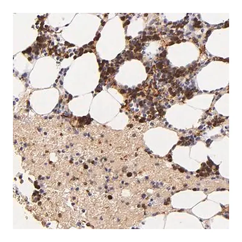 Merck Anti-SERPINC1 antibody produced in rabbit