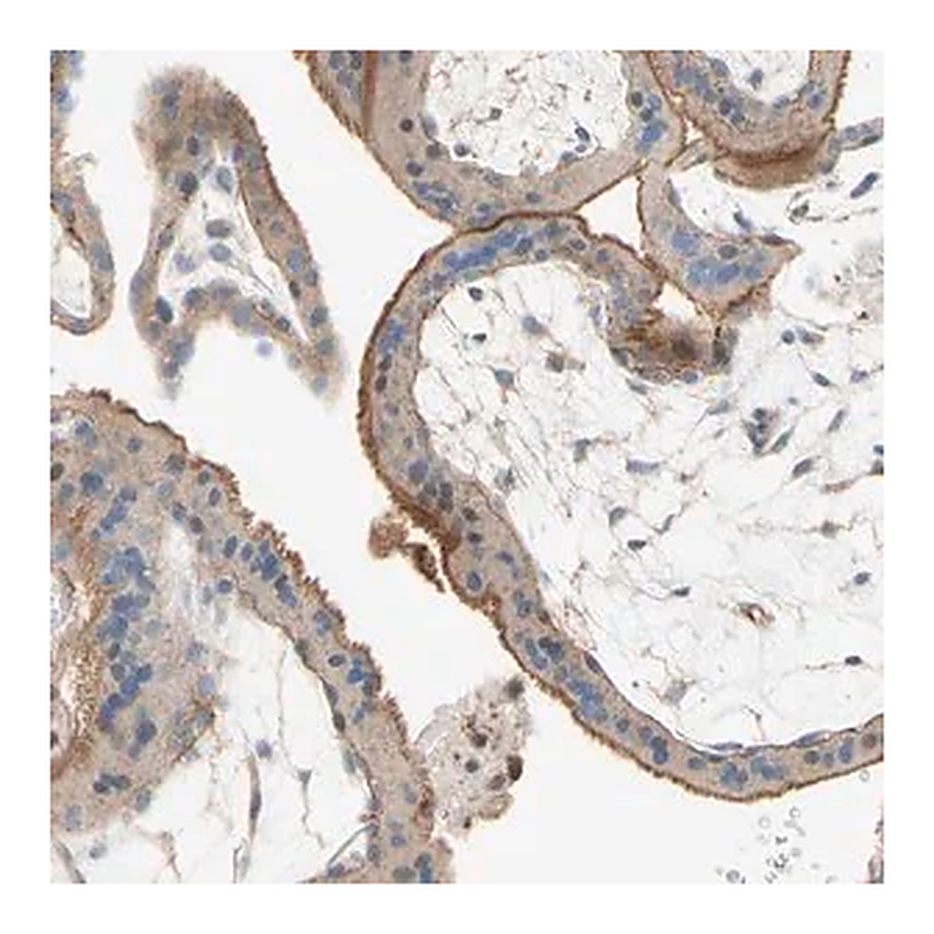 Merck Anti-SEMA4C antibody produced in rabbit