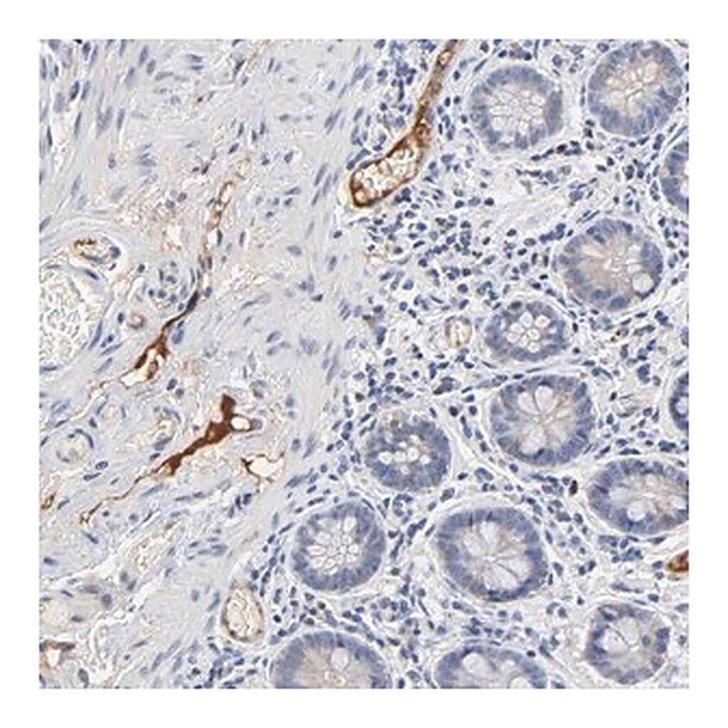 Merck Anti-SERPINA4 antibody produced in rabbit