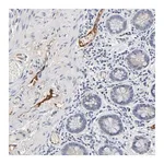 Merck Anti-SERPINA4 antibody produced in rabbit