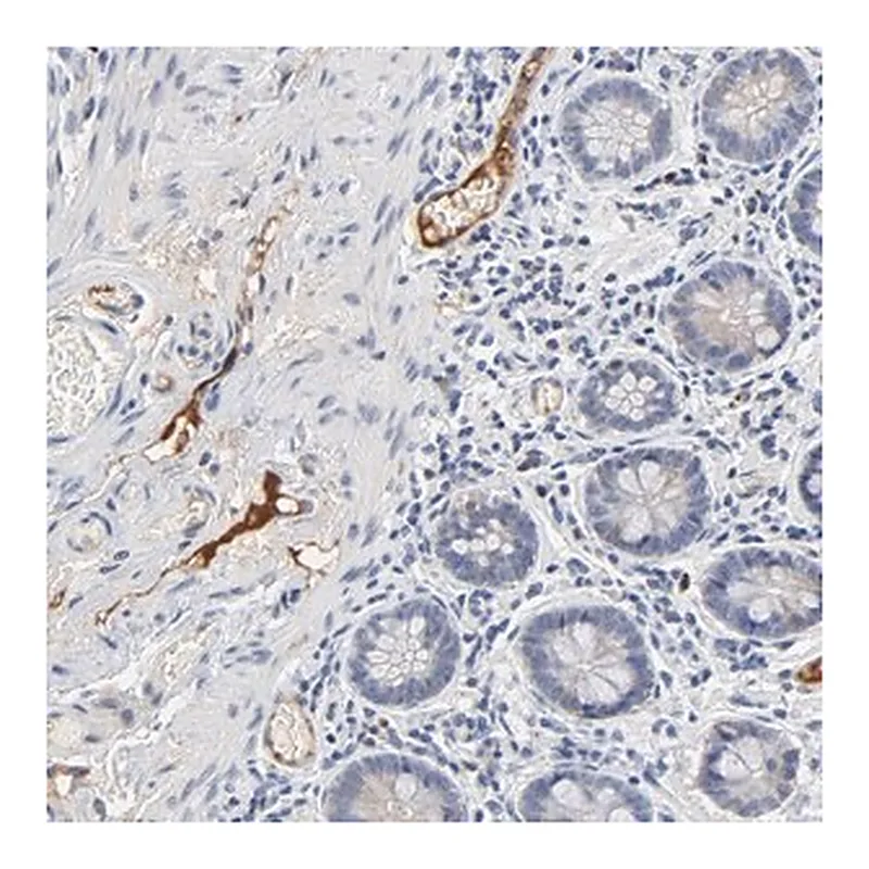 Merck Anti-SERPINA4 antibody produced in rabbit