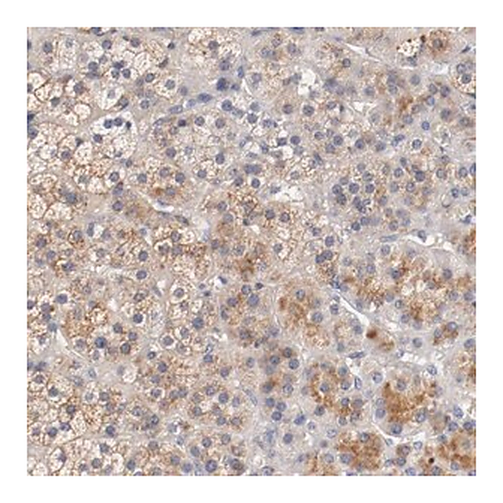 Merck Anti-SEMA5A antibody produced in rabbit