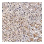 Merck Anti-SEMA5A antibody produced in rabbit