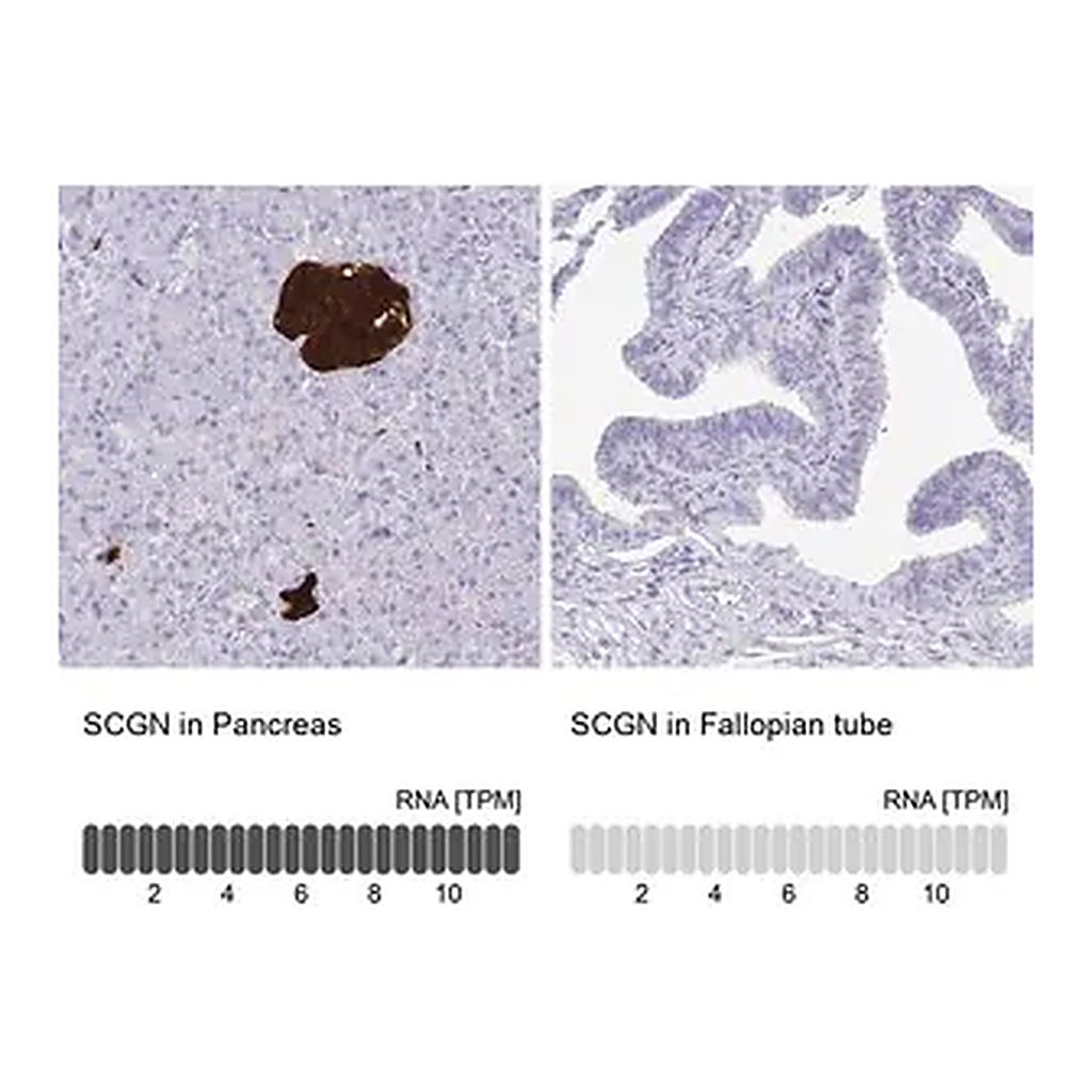 Merck Anti-SCGN antibody produced in rabbit