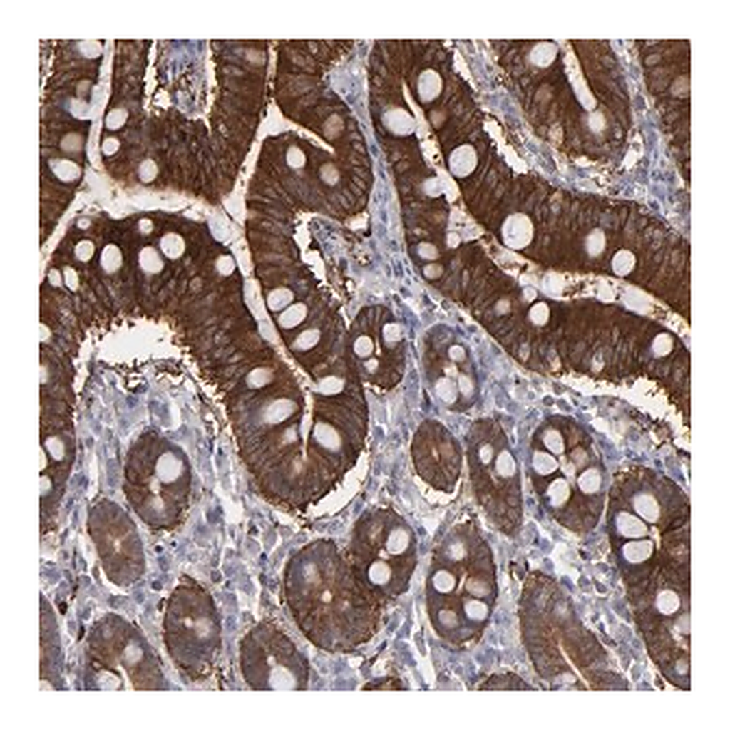 Merck Anti-SEMA3G antibody produced in rabbit