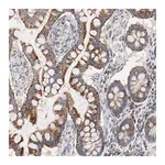 Merck Anti-SETD3 antibody produced in rabbit