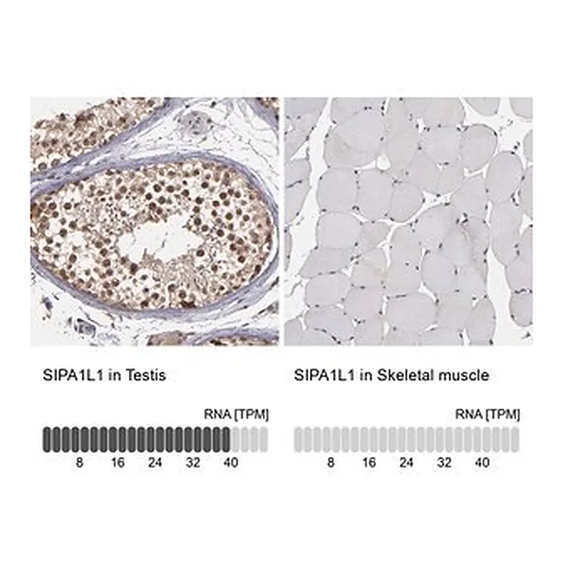 Merck Anti-SIPA1L1 antibody produced in rabbit