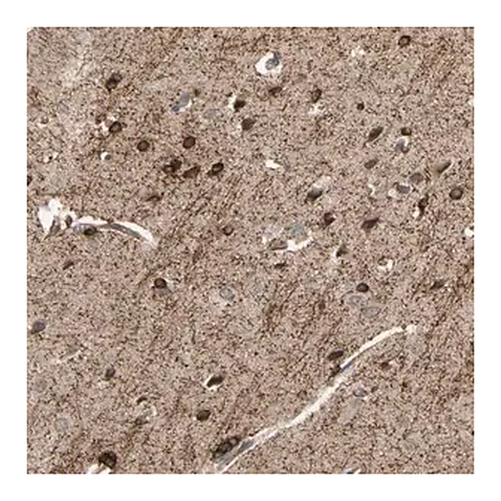 Merck Anti-SHROOM4 antibody produced in rabbit