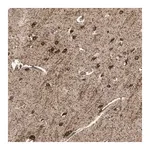 Merck Anti-SHROOM4 antibody produced in rabbit