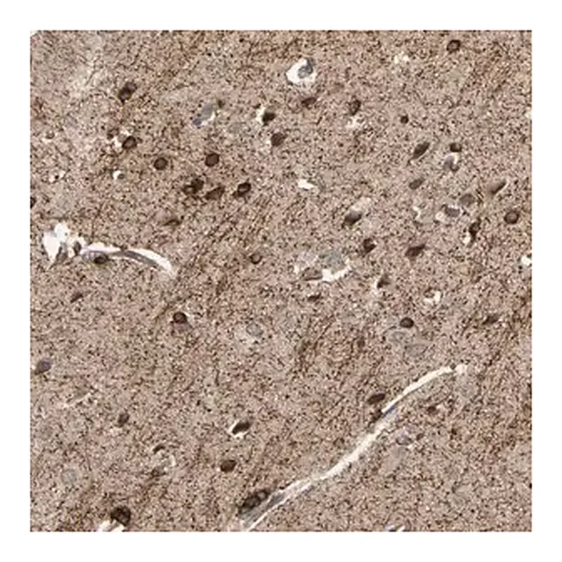 Merck Anti-SHROOM4 antibody produced in rabbit