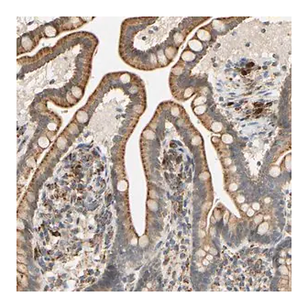 Merck Anti-SFXN3 antibody produced in rabbit