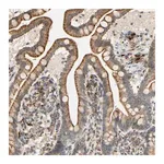 Merck Anti-SFXN3 antibody produced in rabbit