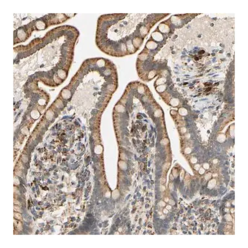 Merck Anti-SFXN3 antibody produced in rabbit