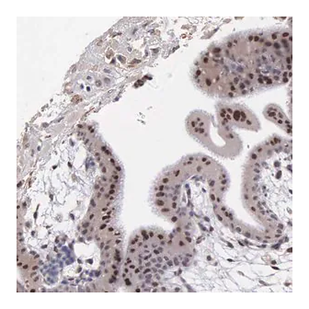 Merck Anti-SLC25A21 antibody produced in rabbit