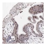 Merck Anti-SLC25A21 antibody produced in rabbit