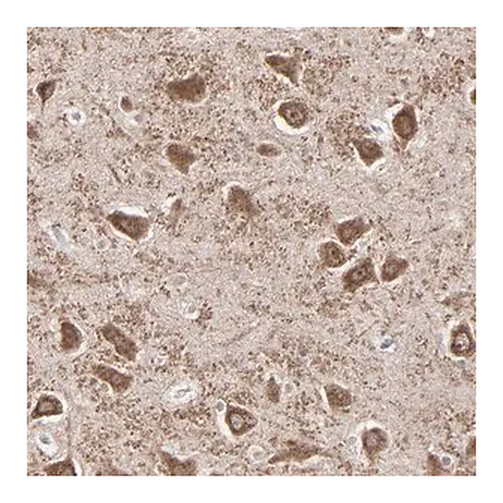 Merck Anti-SLC22A17 antibody produced in rabbit