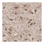 Merck Anti-SLC22A17 antibody produced in rabbit