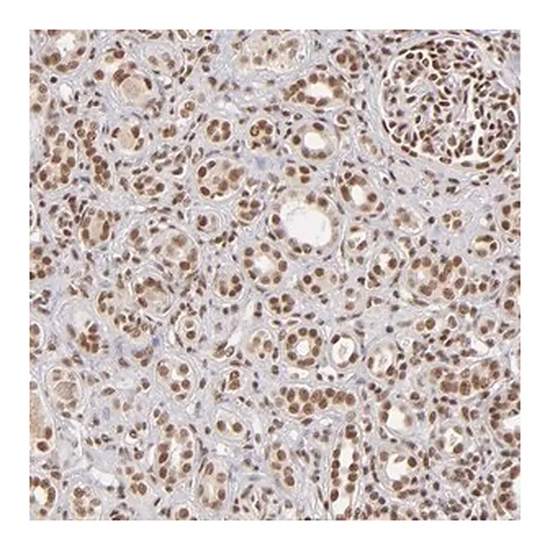 Merck ANTI-ZNF148 antibody produced in rabbit