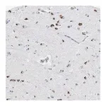 Merck Anti-SERPINF1 antibody produced in rabbit