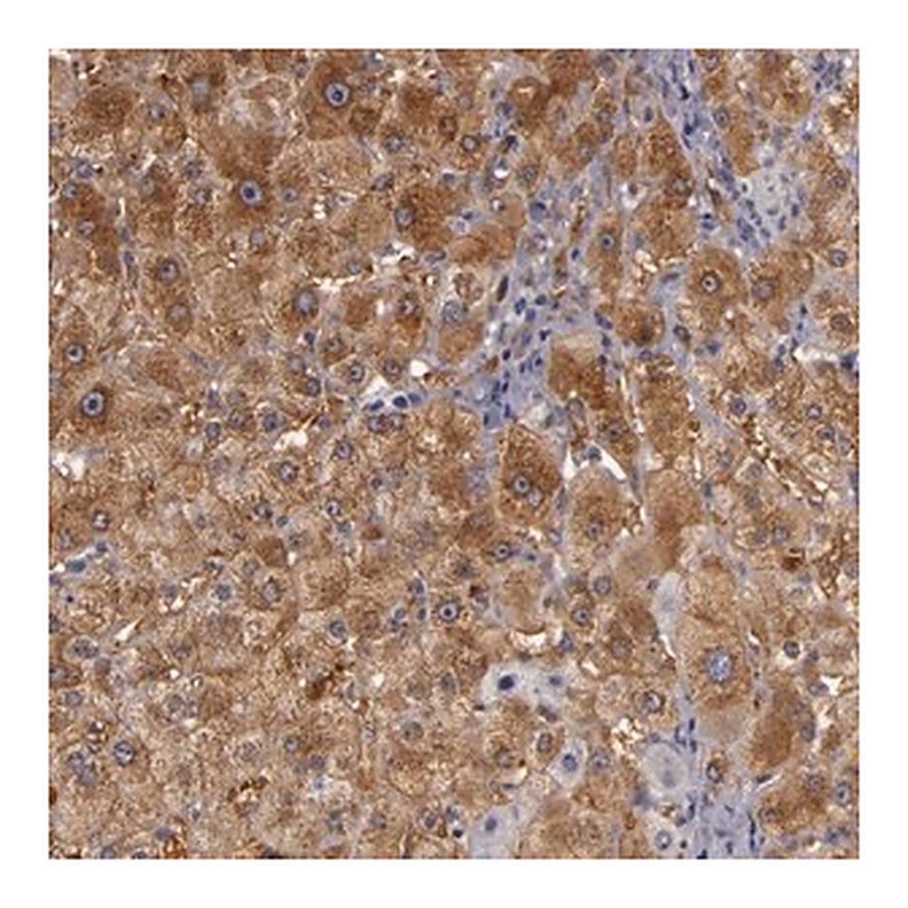 Merck Anti-ZNF229 antibody produced in rabbit