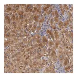 Merck Anti-ZNF229 antibody produced in rabbit